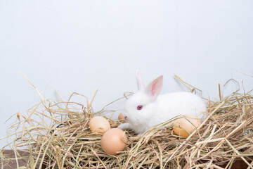 cute little Easter Bunny with egg isolated on white background. Funny little white easter rabbit among Easter eggs in velour grass isolated on white