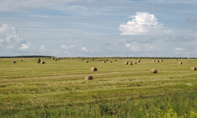 Hay bales in the farm field, agriculture, rural landscape