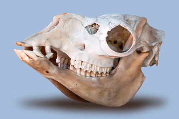 Naklejka premium Wild animal skull in conservation, natural history in Guatemala, Central America.