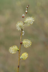 The male catkins of Salix caprea (goat willow, great sallow). Flowering branch of pussy willow, close-up, blurred background