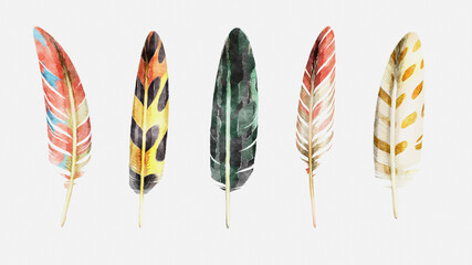 collection of watercolor drawings of exotic birds feathers