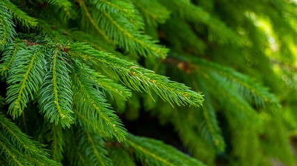 Spruce branches with green fresh needles, spruce in the woods
