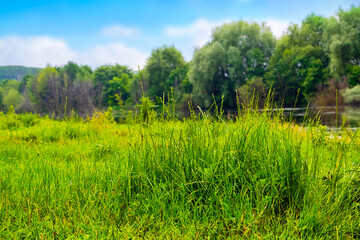 Dense fresh green grass on the shore river in summer