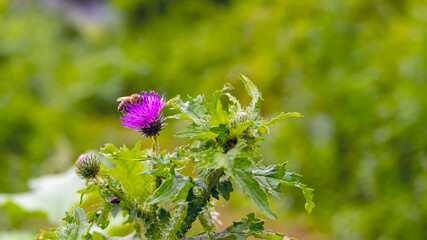 A bee sits on a thistle flower. Thistle in a field among the greenery