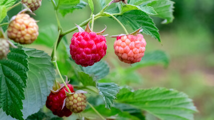 Red raspberries in the garden during ripening