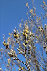 A close up of male catkins of goat willow or great sallow (Salix caprea). Flowering branch of pussy willow in the spring forest against the sky, selective focus