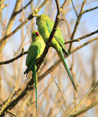 he ring-necked, or rose-ringed, parakeet is the UK's most abundant naturalised parrot. It became established in the wild in the 1970s after captive birds escaped or were released.