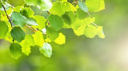 Green fresh aspen leaves on a blurred background