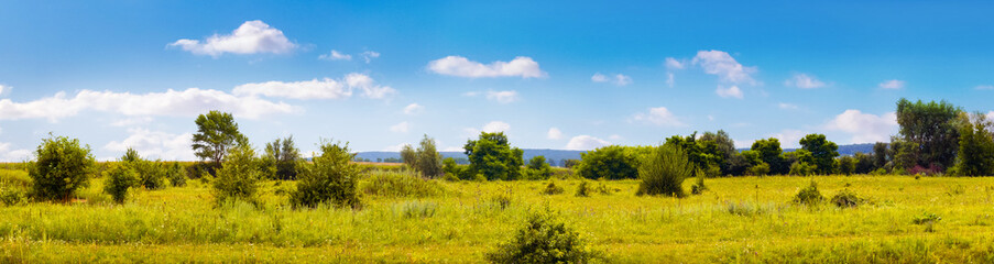 Fototapeta na wymiar Green meadow with grass, single trees and blue sky with white clouds
