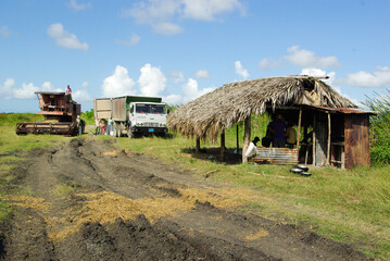 Fototapeta na wymiar Travailleurs agricole dans la campagne cubaine, Chambas, Cuba