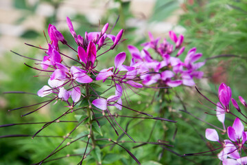 Pink cleome flowering plant. Closeup