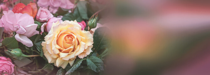 bouquet of beautiful romantic antique peony roses. Background of romantic flowers.