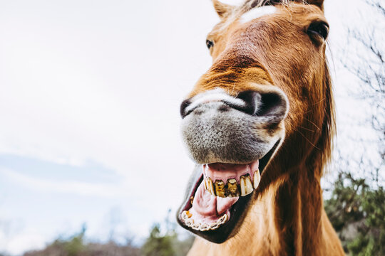 Portrait rapproch&eacute; d'un cheval brun avec une t&ecirc;te dr&ocirc;le - Cheval qui rigole