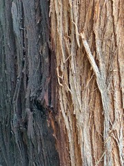 bark of a tree