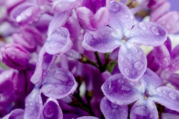 Beautiful purple lilac flowers. Macro photo of lilac spring flowers.