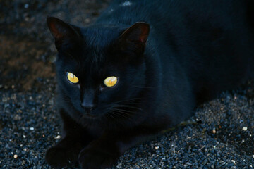 A black cat with bright yellow eyes.