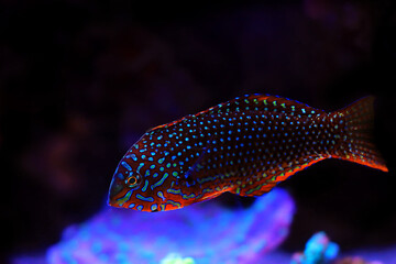 Ornate Leopard Wrasse - (Macropharyngodon ornatus) 
