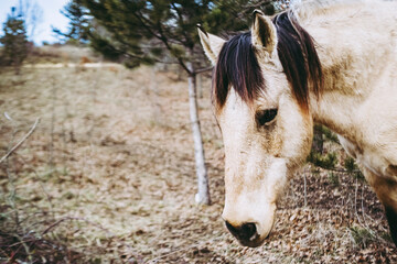 Beau cheval beige écru dans la nature