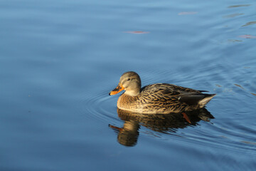 Single Female Mallard in Water