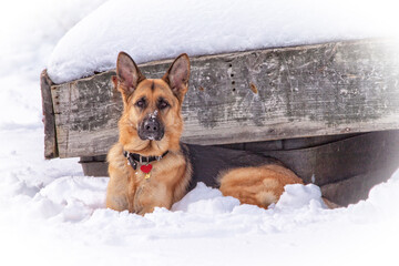 German Shepherd Dog Laying in the Snow