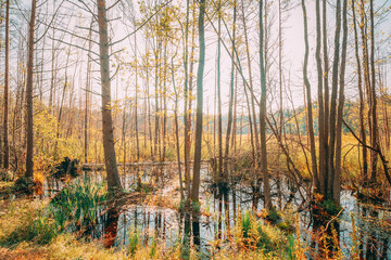 Trees Woods Standing In Flood Water After Autumn Rains. Beautiful autumn landscape