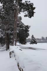 Snow Scene With Trees in Winter
