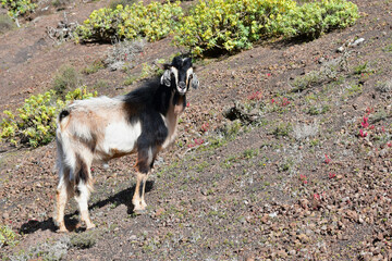 Naklejka na ściany i meble A goat in the dry landscape of Lanzarote, Spain.