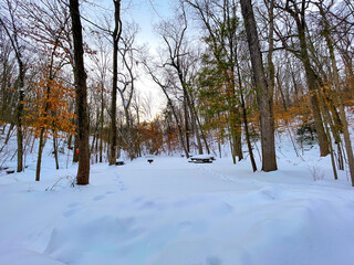 Obraz premium trees in the snow