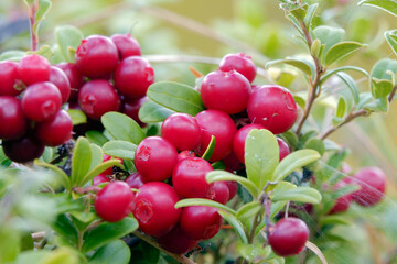 Lingonberries