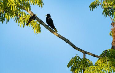 Oropendola or Conoto bird resting on a tree branch