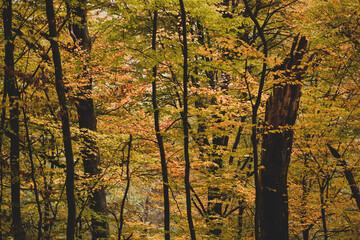 Obraz premium a cloudy day in the magical forest during autumn season with fog and colorful leaves