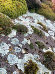 moss on stone