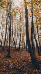 a cloudy day in the magical forest during autumn season with fog and colorful leaves