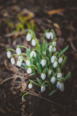 Snowdrop, a cute little flower.
Nature and Garden.
Snowdrop is one of the first flowers to bloom at the end of winter.
snowdrops in the forest in the meadow
