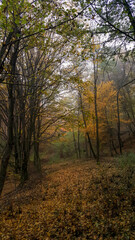 a cloudy day in the magical forest during autumn season with fog and colorful leaves