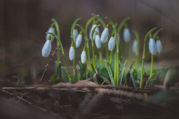 Snowdrop, a cute little flower.
Nature and Garden.
Snowdrop is one of the first flowers to bloom at the end of winter.
snowdrops in the forest in the meadow
