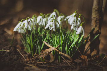 Snowdrop, a cute little flower.
Nature and Garden.
Snowdrop is one of the first flowers to bloom at the end of winter.
snowdrops in the forest in the meadow
