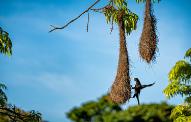 Oropendola or Conoto bird building a nest on a tree branch.