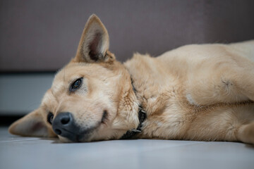 Upset ill sick dog is lying on the floor with a sad look, suffering from pain, disease. Big lonely dog is missing owner at home.