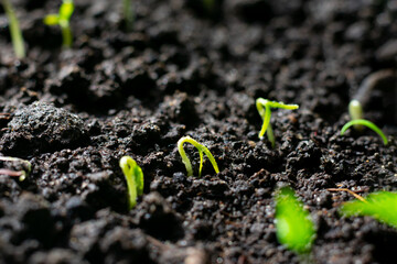 Young green tiny tomato seedlings with two leaves are growing on the ground, increasing harvest in sprinf time