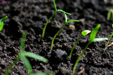 Young green tiny tomato seedlings with two leaves are growing on the ground, increasing harvest in sprinf time