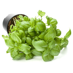 Sweet basil leaves in flowerpot isolated on white background cutout.