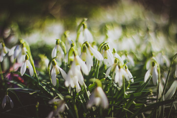 Snowdrop, a cute little flower.
Nature and Garden.
Snowdrop is one of the first flowers to bloom at the end of winter.
snowdrops in the forest in the meadow
