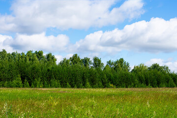Summer landscape with green grass field and forest on blue cloudy sky background