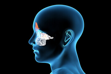 Anatomy of paranasal sinuses
