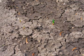 Little young green onion sprouts. Onion bulbs sowed on garden bed. Rows of onions, seasonal work in...