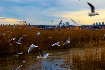 Lake view background.
