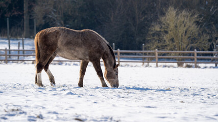 portrait of a horse at a farm in winter time with a lot of snow around