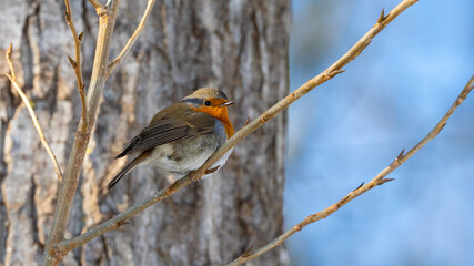 Red robin bird on a branch before a tree