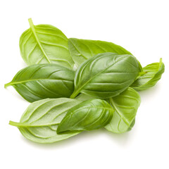 Sweet basil herb leaves handful isolated on white background closeup